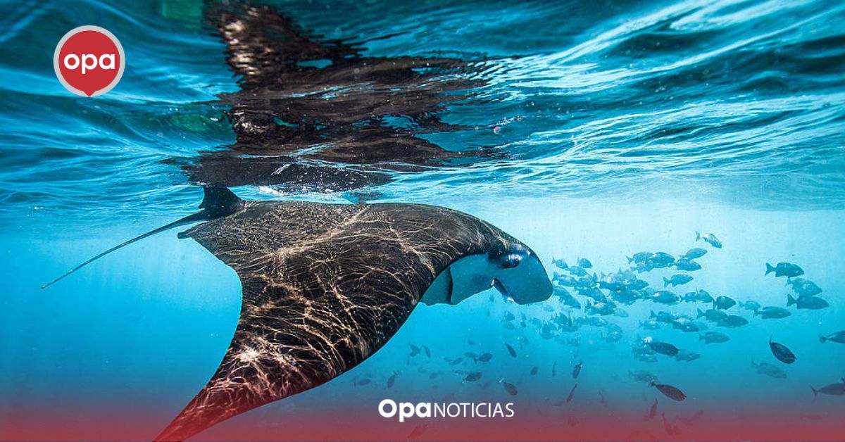 República Dominicana lidera en conservación marina