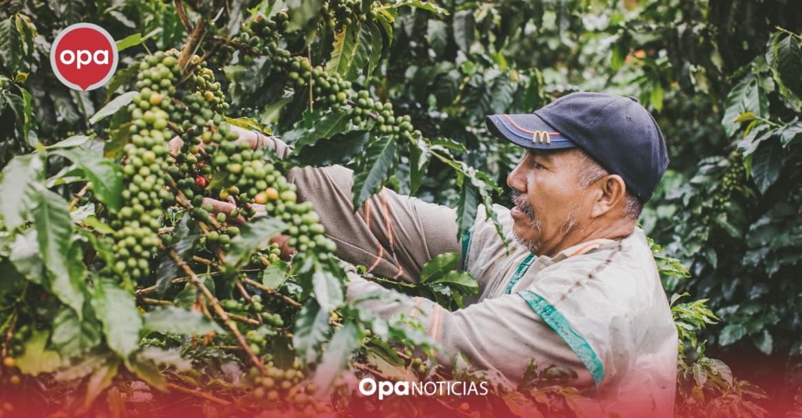 Nueva iniciativa en el Huila: Programa educativo para formación en producción de café