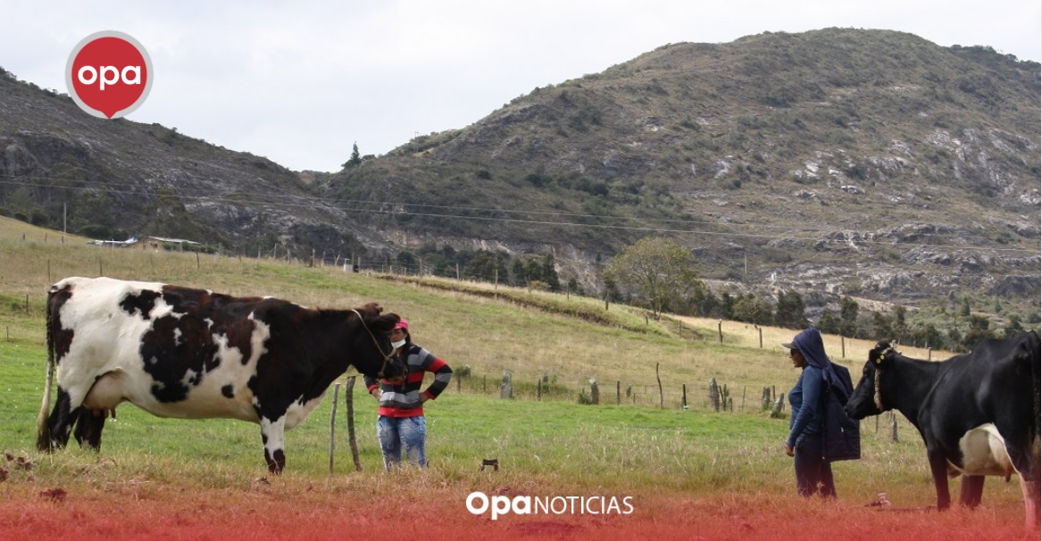 ¡Por más leche colombiana! Subastas públicas para reducir inventarios y respaldar a productores