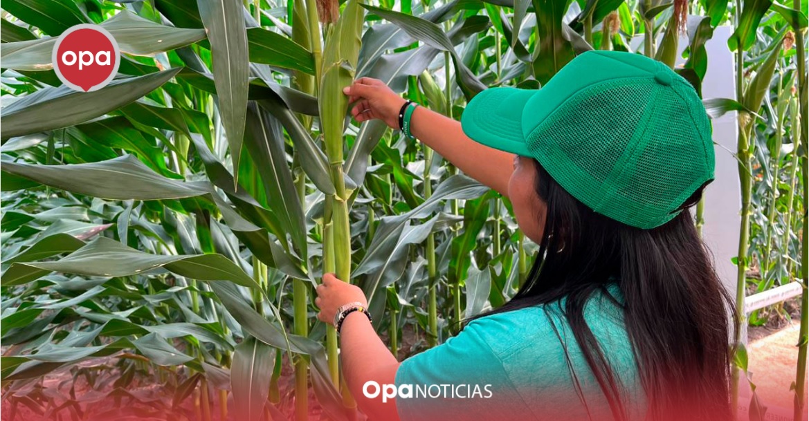 Llamado urgente a utilizar semillas certificadas para proteger la seguridad alimentaria de Colombia