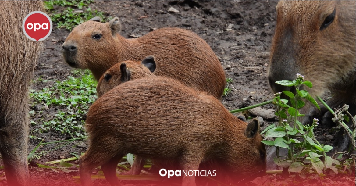 Tres crías de chigüiro nacen en hogar de paso de fauna silvestre en Pitalito