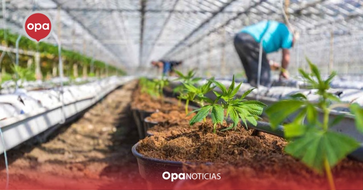 Gobierno lanza estrategia para desarrollo industrial del cannabis y cáñamo en Colombia