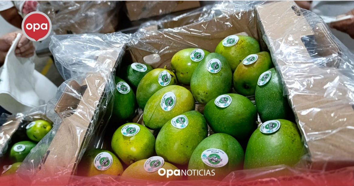 Colombia envía mango de azúcar a EE.UU. vía marítima por primera vez