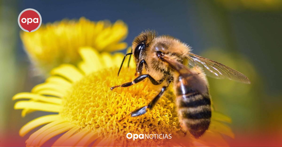 Nuevo comité apícola en Magdalena impulsa sector de las abejas.