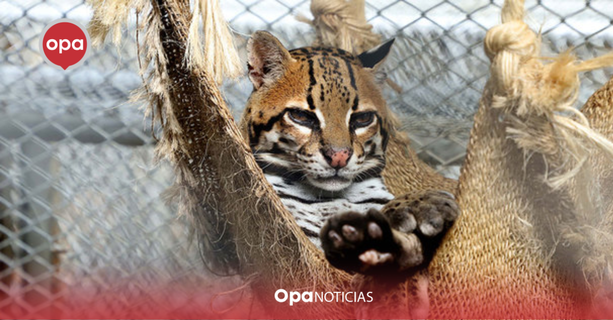 Impactante realidad: Solo 1 de cada 10 animales resiste el tráfico de fauna