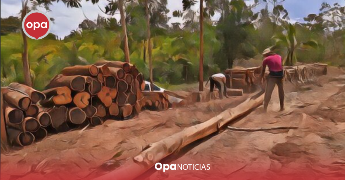 Acción Internacional para Preservar los Bosques: ¡La Deforestación no Pasa Desapercibida!