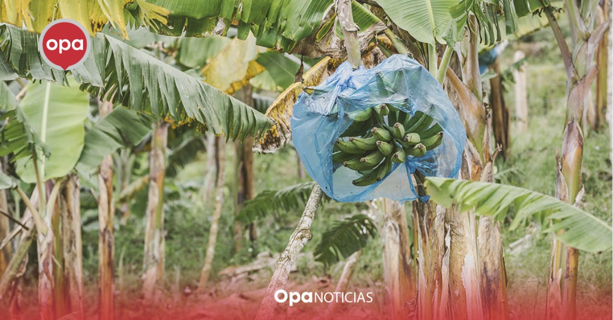 Productos agrarios colombianos se cotizan en el exterior
