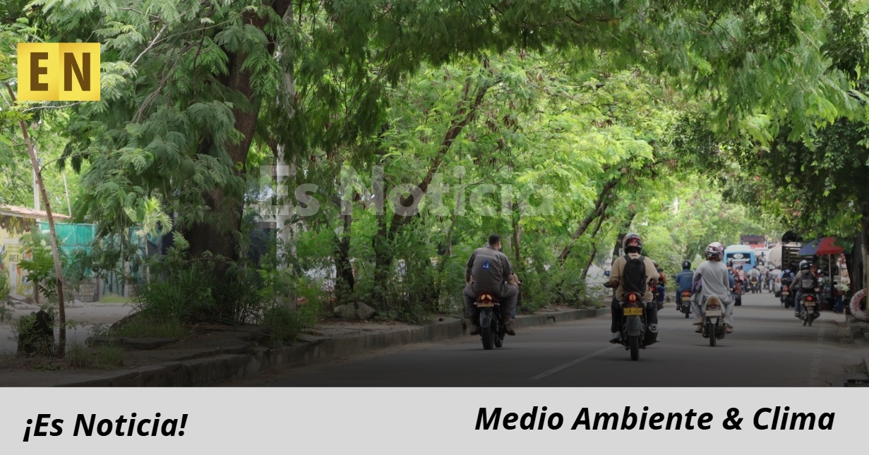 CAM hace aclaración frente a caídas de árboles por las lluvias