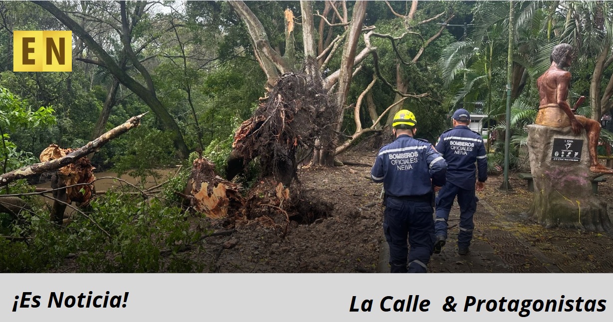 Remoción de árboles en riesgo en Neiva