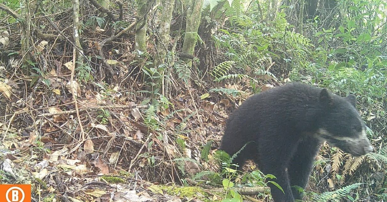 Histórico avistamiento del Oso de Anteojos en Rivera